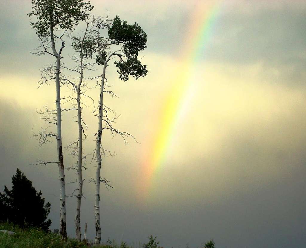 Bighorn Rainbow