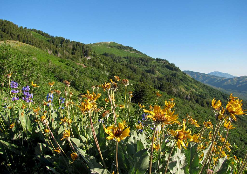Skyline Trail wildflowers