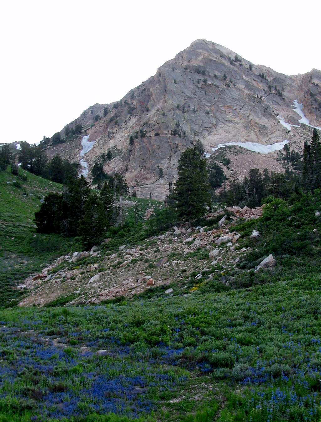 Mount Ogden over wildflowers