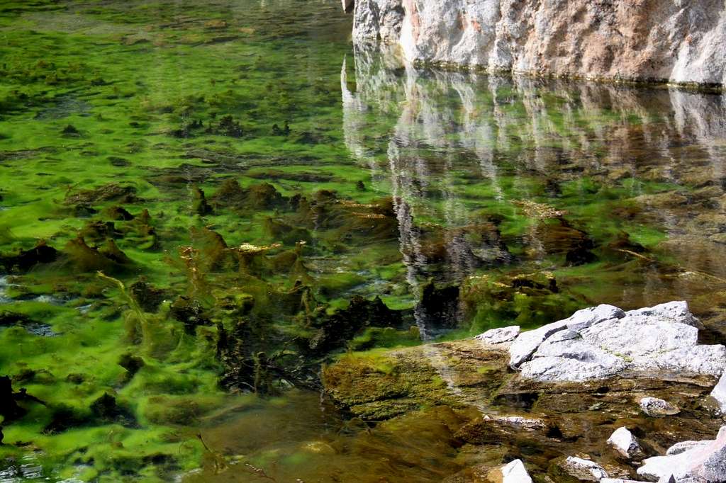 Algae in beaver ponds
