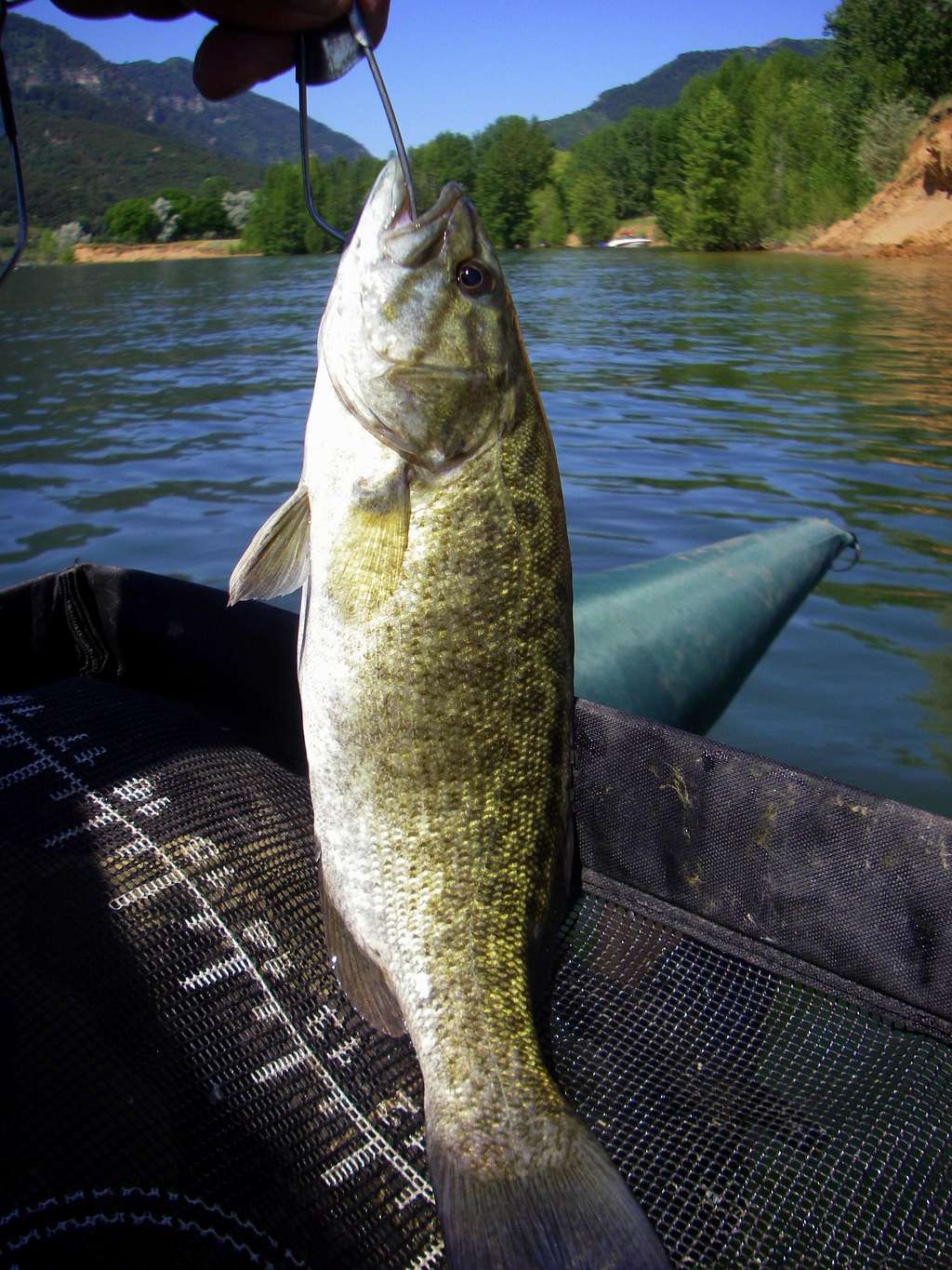 Smallmouth Bass