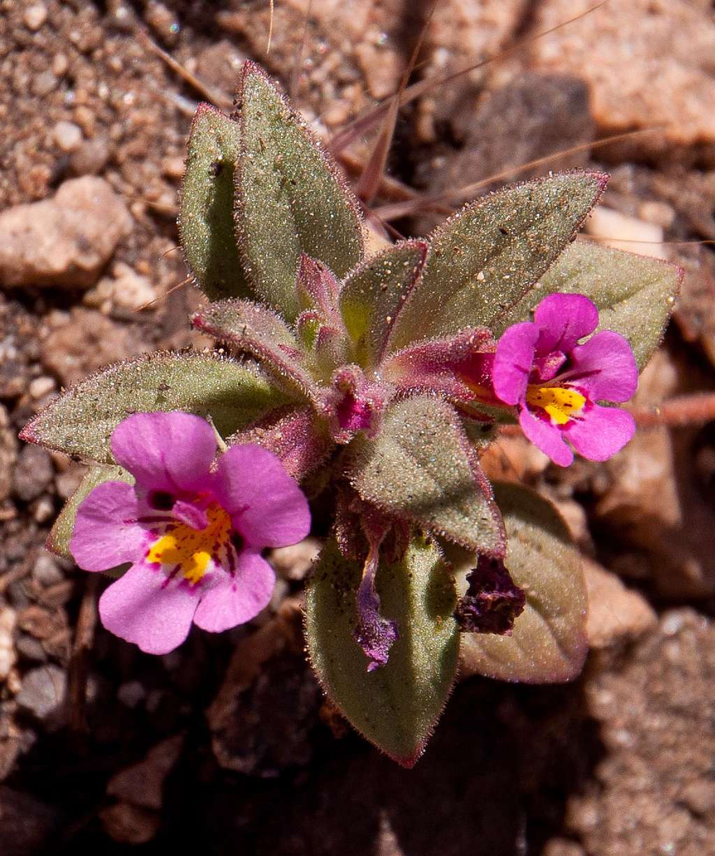 Fremont's Monkeyflower (<i>Mimulus fremontii</i>)