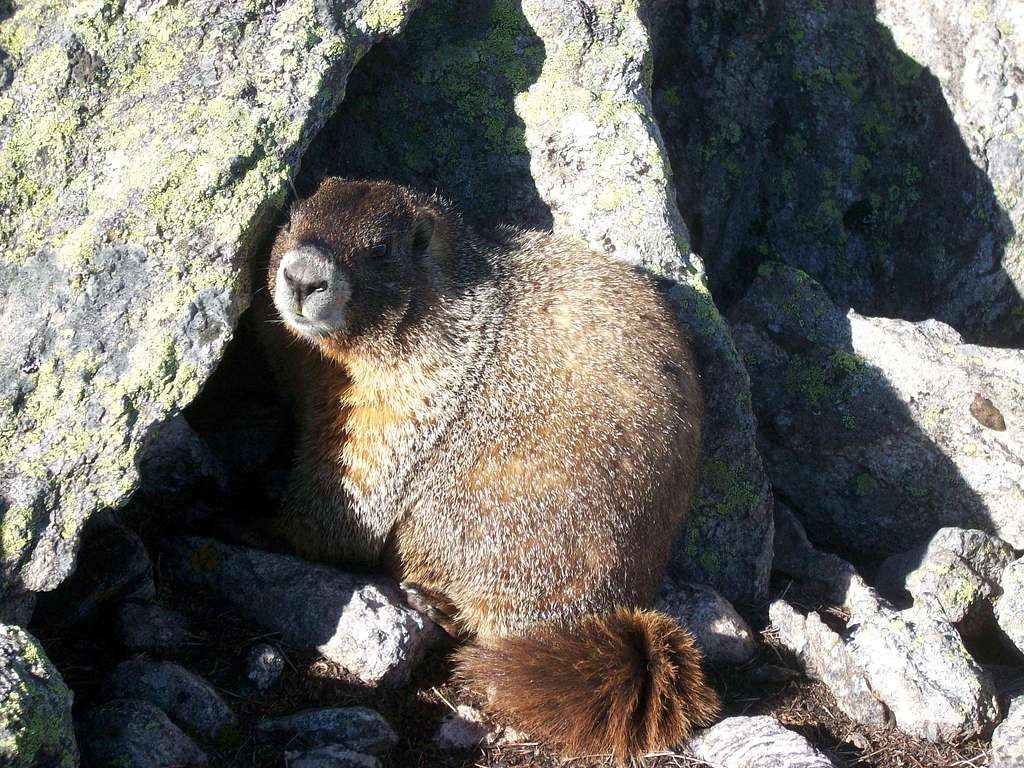 Pensive Marmot