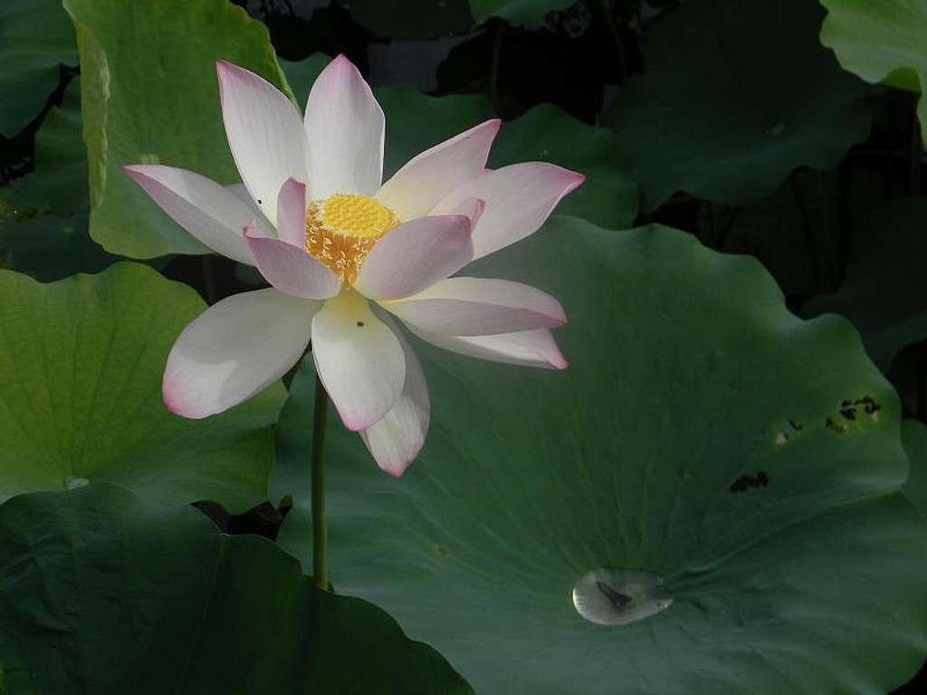 Lotus Flower, Kyoto