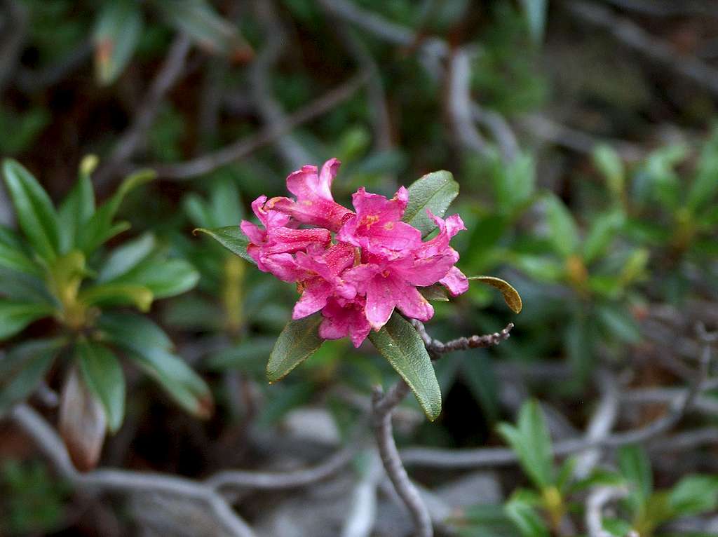 Rhododendron on the shore of Les Laquettes