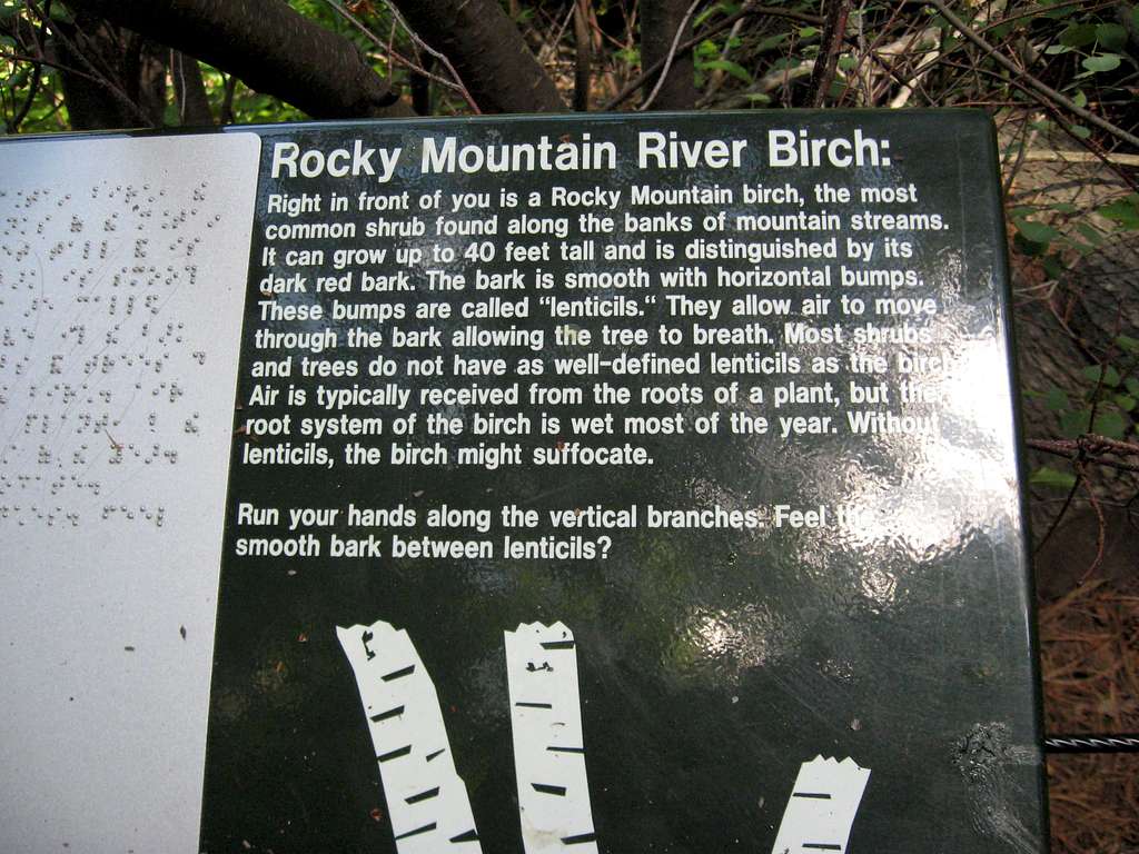 Rocky Mountain River Birch