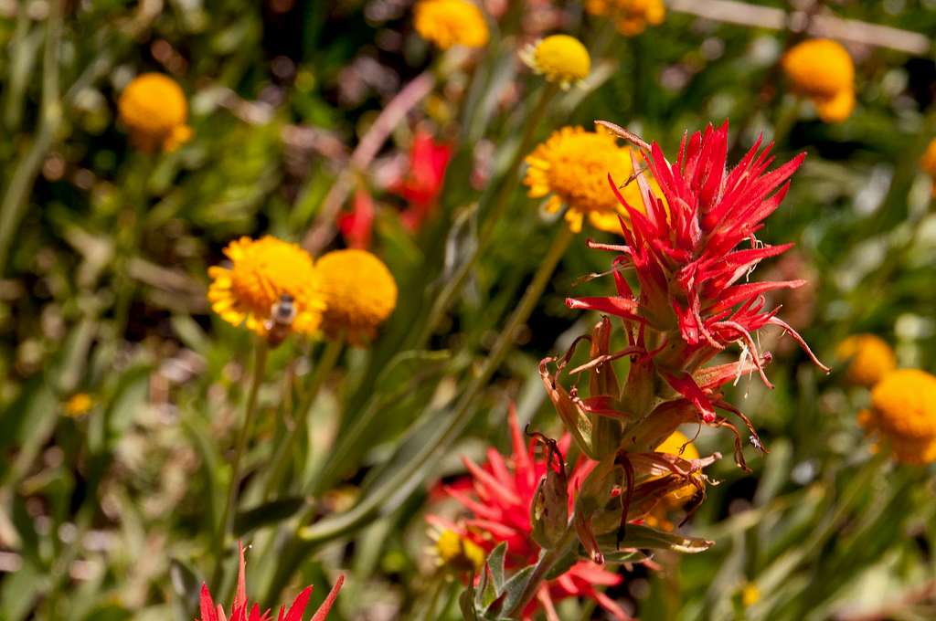 Indian Paintbrush