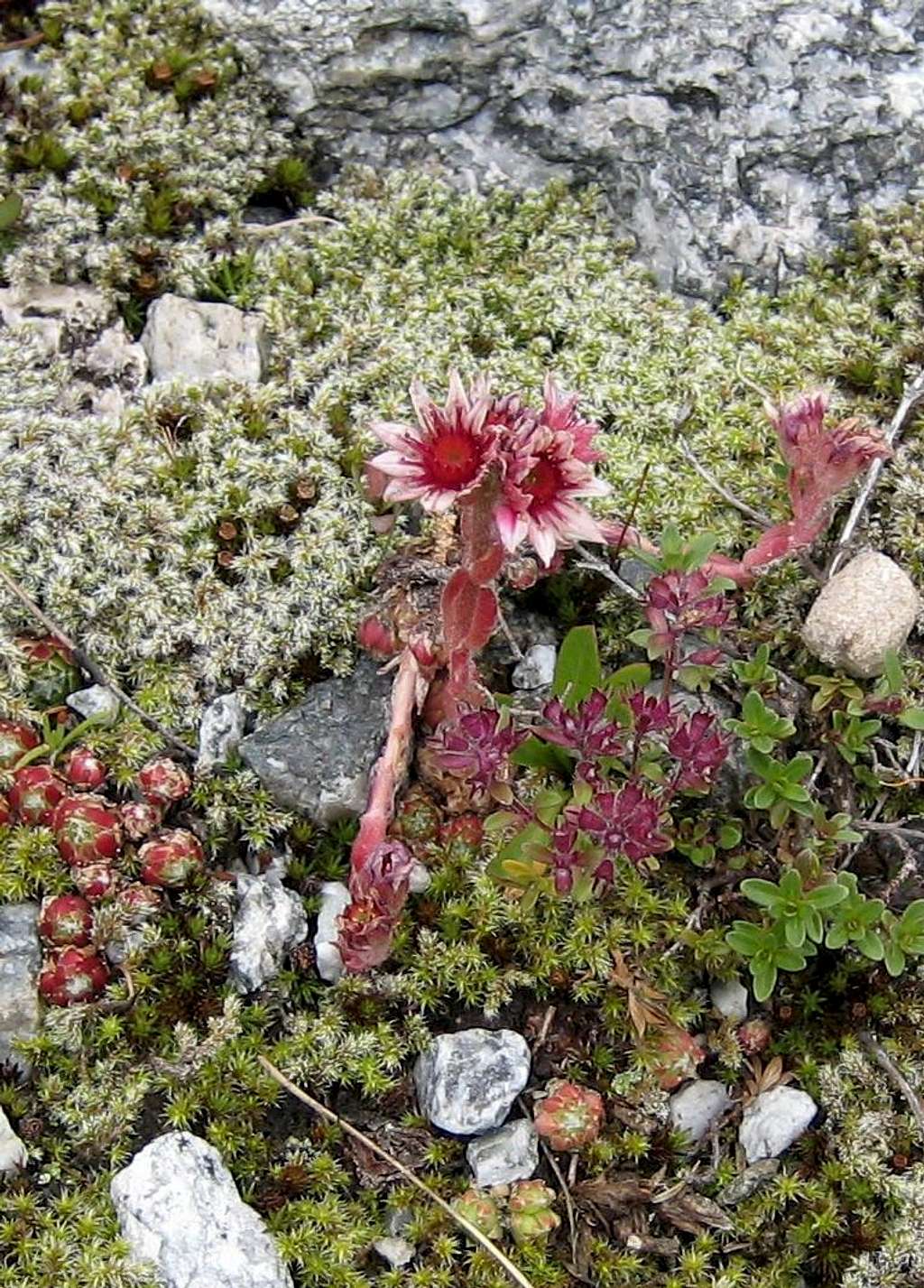 Nice alpine flowers on the way to the Innominata Route