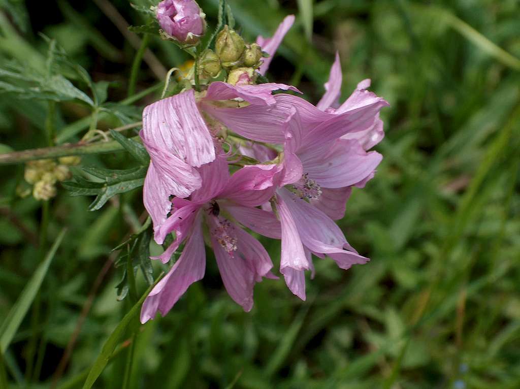 Purple flower (Lac d'Ôo)