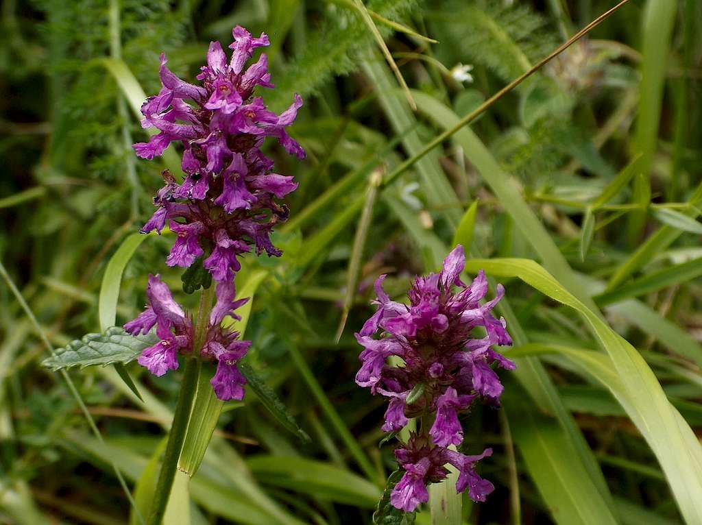 purple orchid - orchis mascula (Lac d'Ôo)