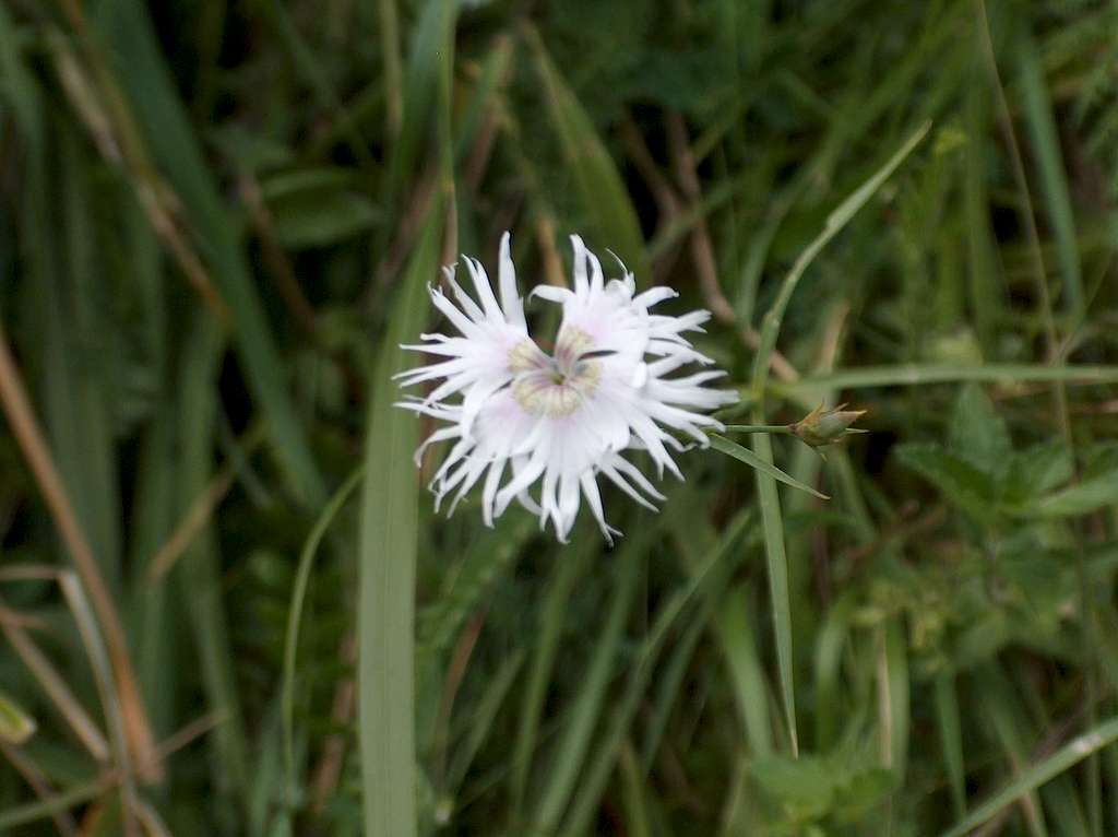 White flower  (Lac d'Ôo)