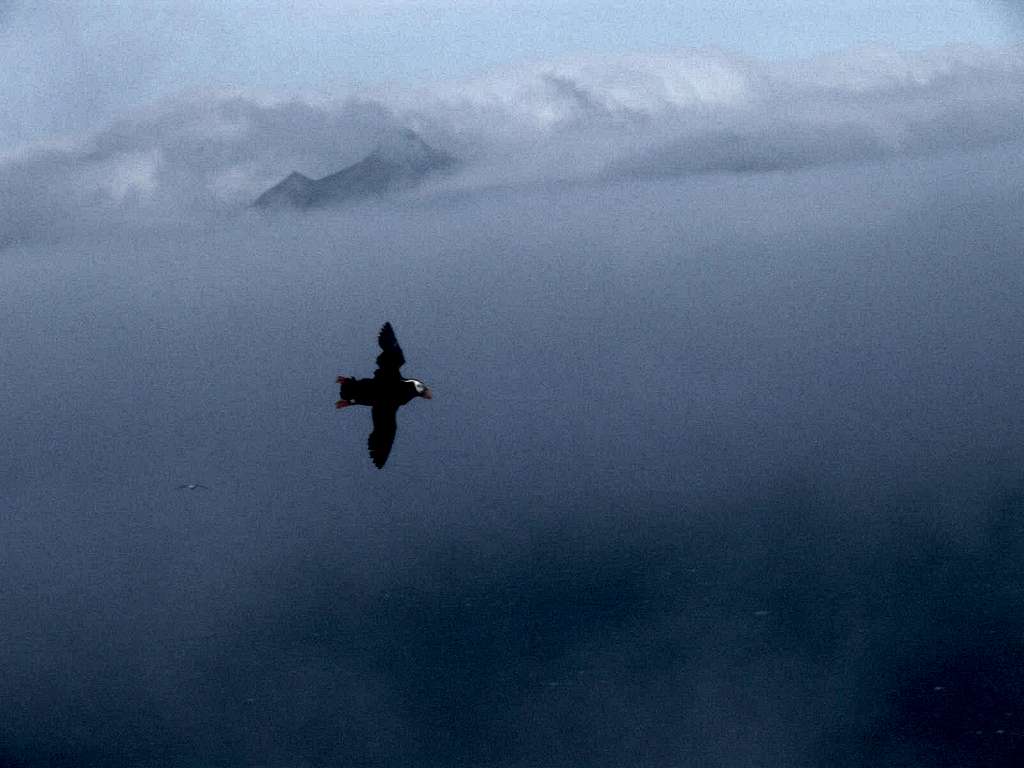 Tufted Puffins in the Clouds, Amagat Island