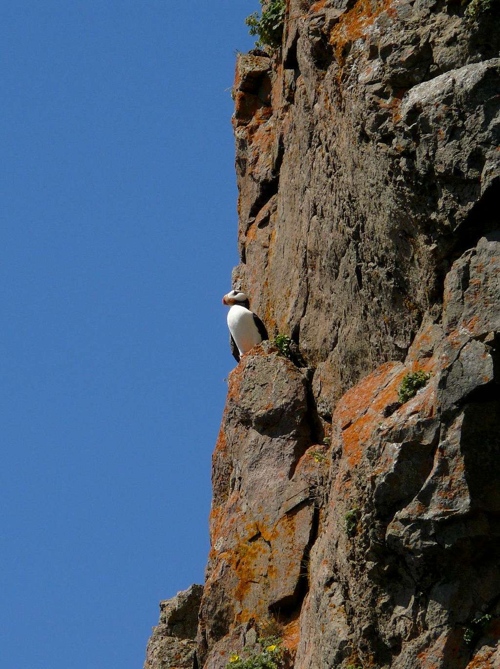 Horned Puffin, Amagat Island
