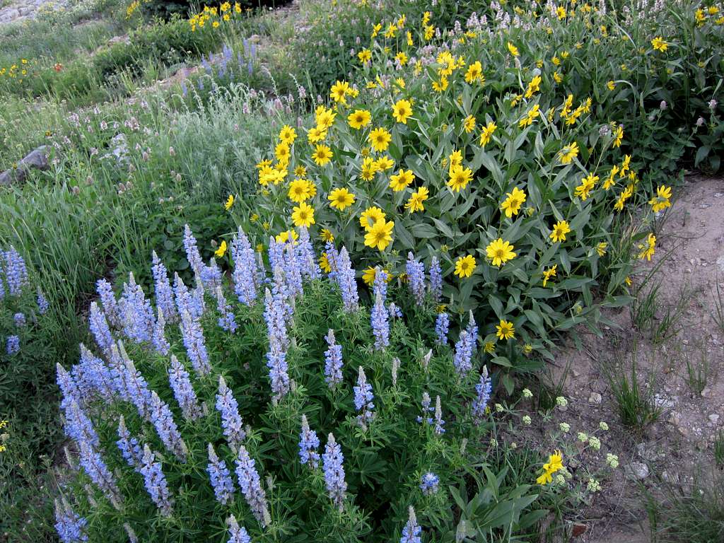 Lupine and Little Sunflowers