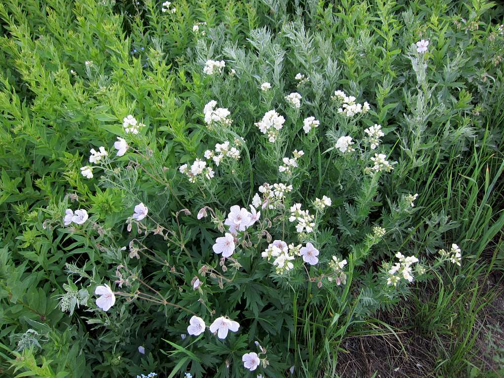 ? Albion Basin Flower