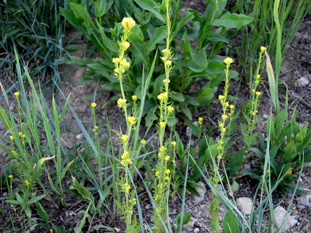 ? Albion Basin Flower