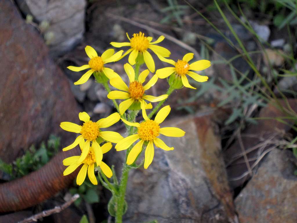 ? Albion Basin Flower