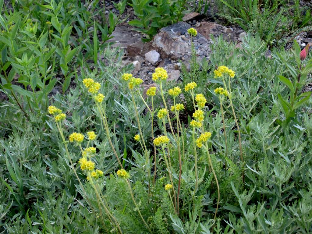 ? Albion Basin Flower