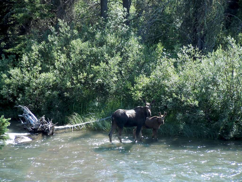 Moose in Swiftcurrent Creek