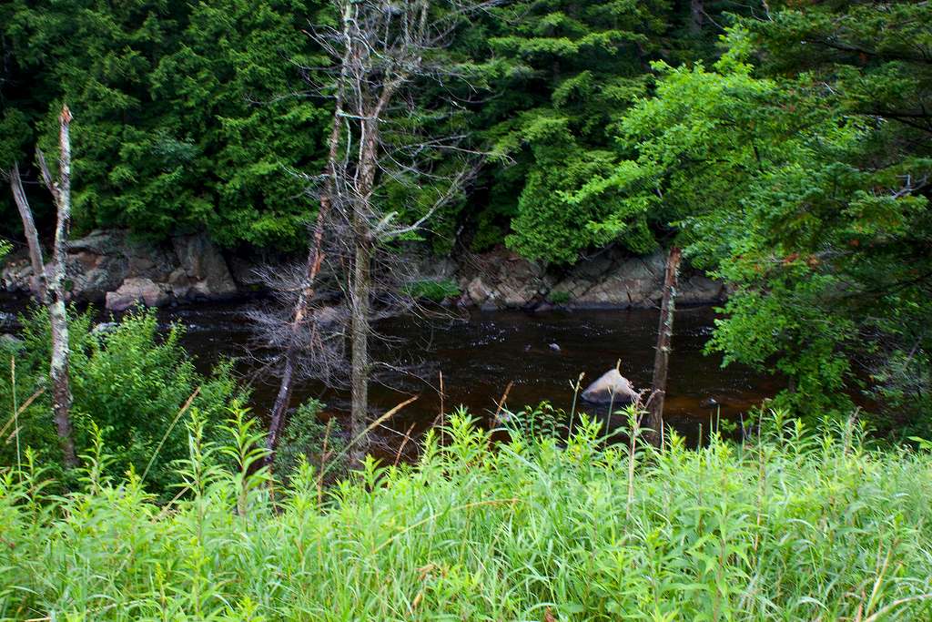 Streamside Scene