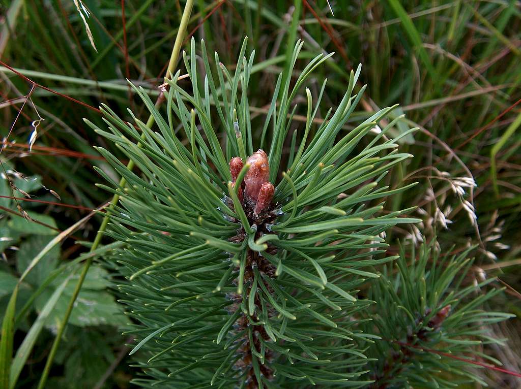 Young pine, Pinus Mugo (Malinów trail)