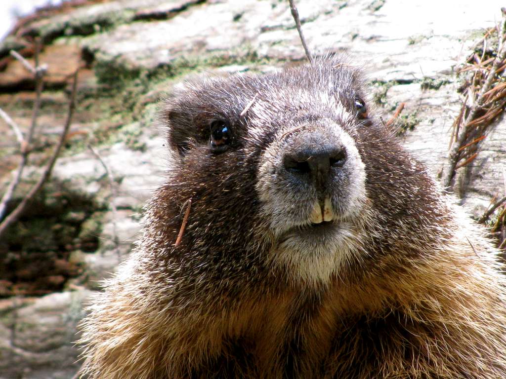 Hello Mr. Marmot!