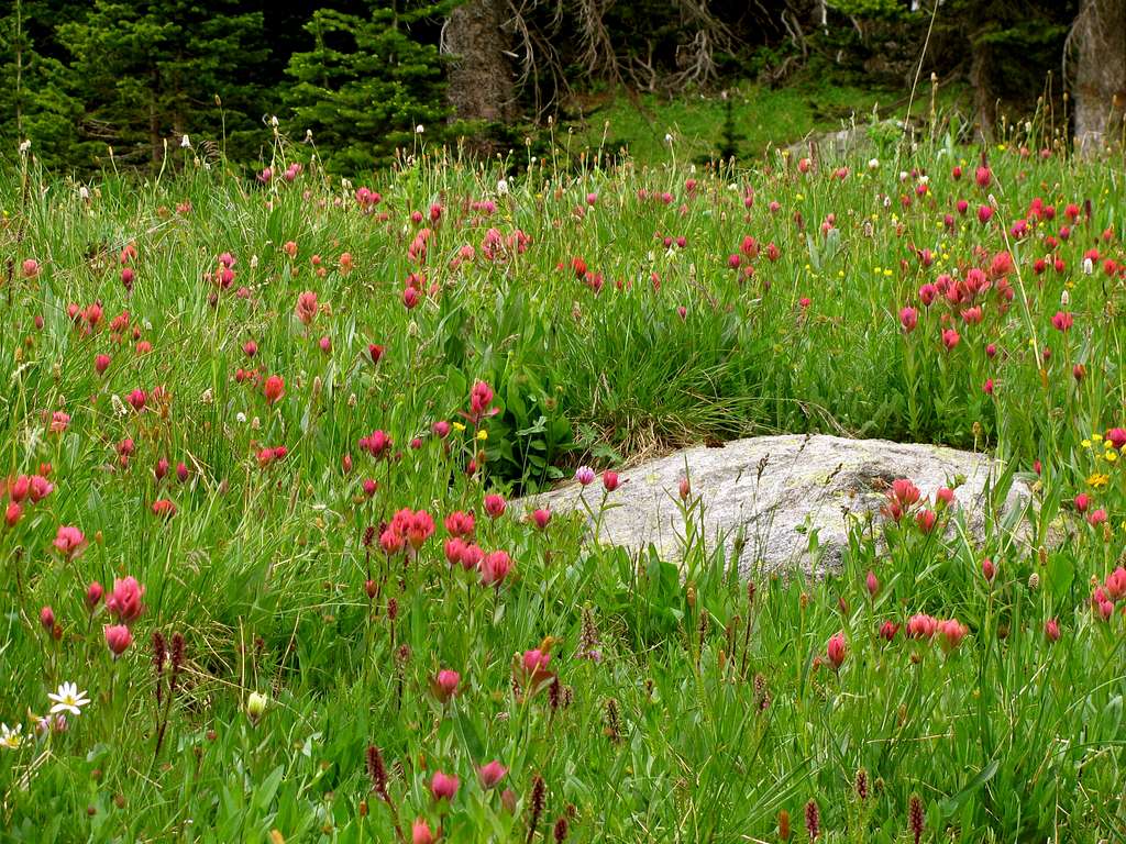 A field of Indian Paintbrushes