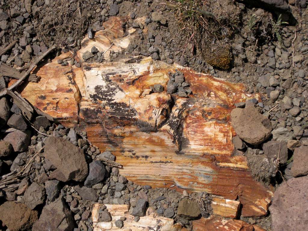 Emerging Petrified Log