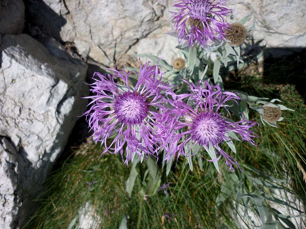 Maritime Alp flora