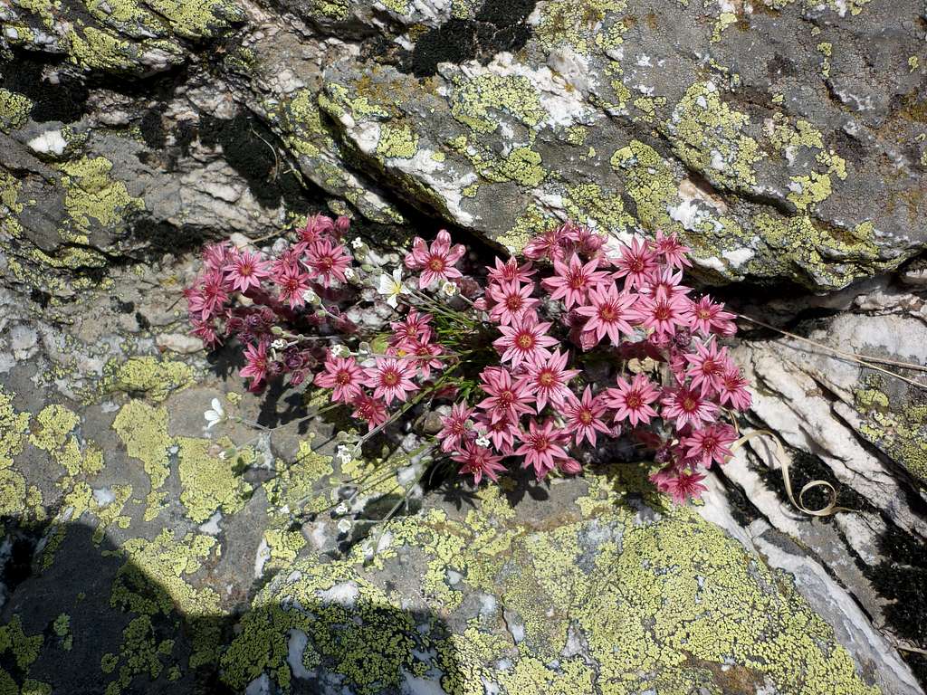 From the rock it may spring up a flower
