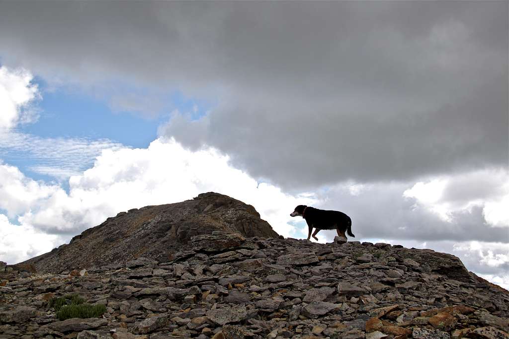 Duchess along the ridge 