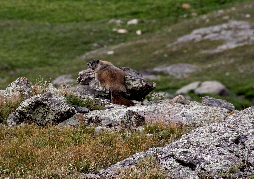Fat marmot