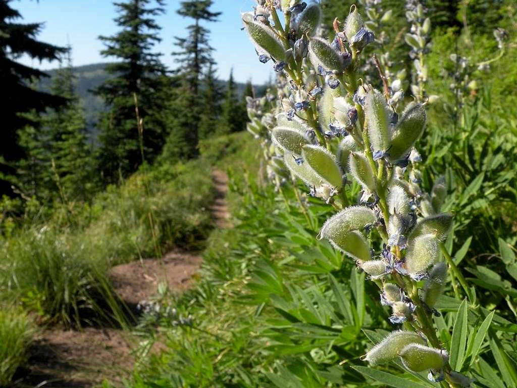 Lupine Along the Grandmother Mountain Trail