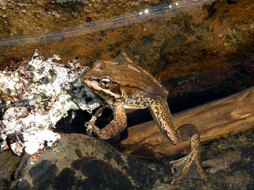 Frog in one of the Rampart Lakes