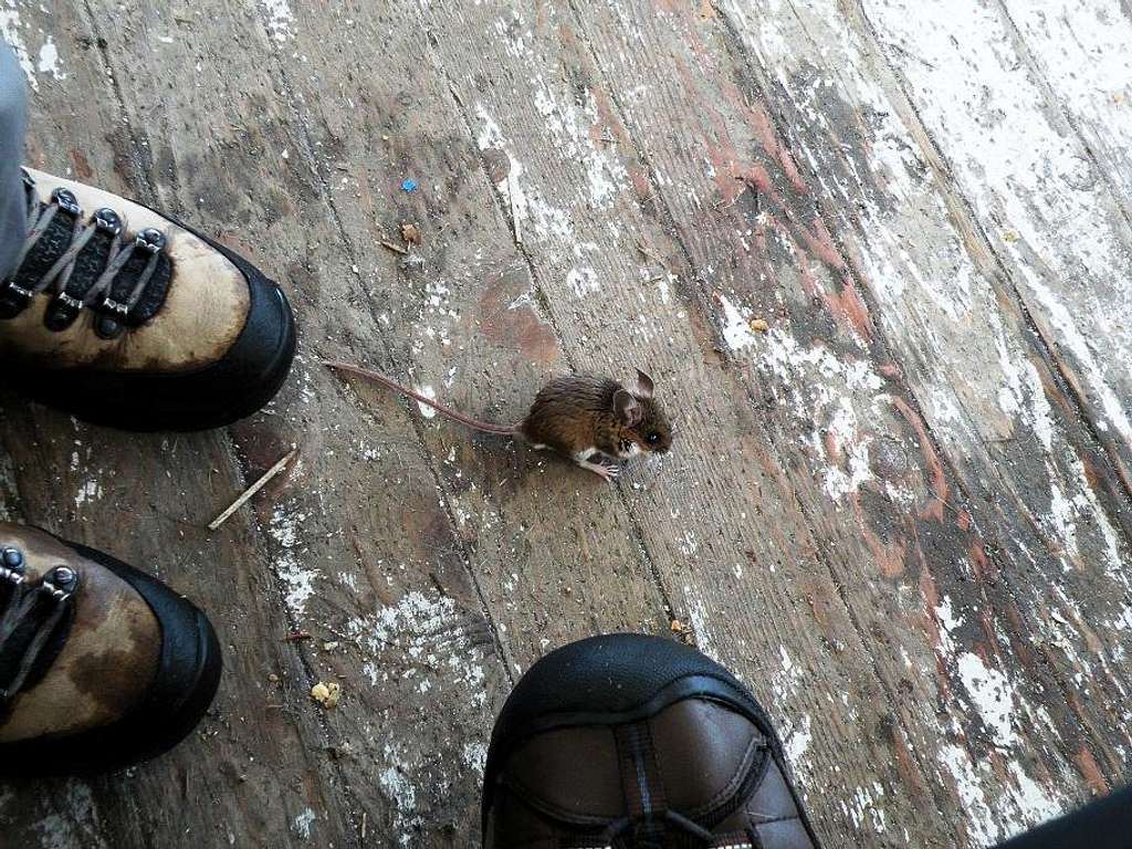 Mouse in the Lookout of Mount Pilchuck