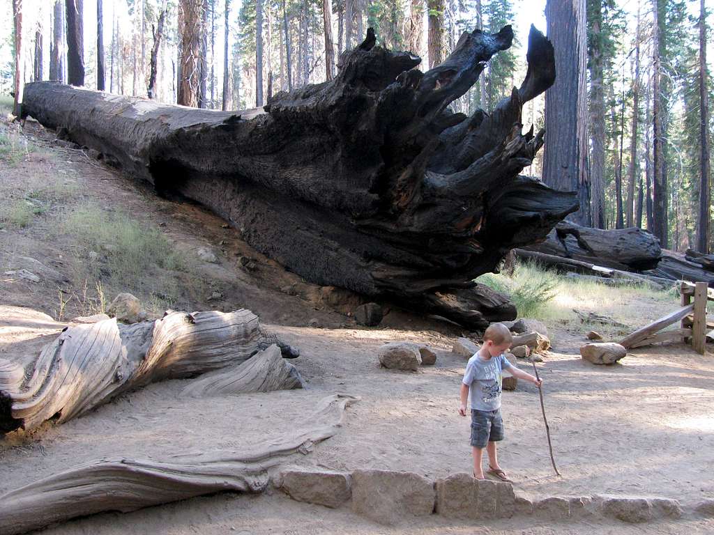 Dead Sequoia