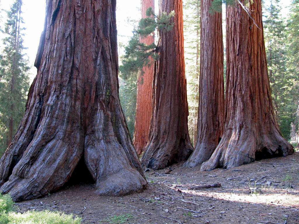 Cluster of giant sequoias