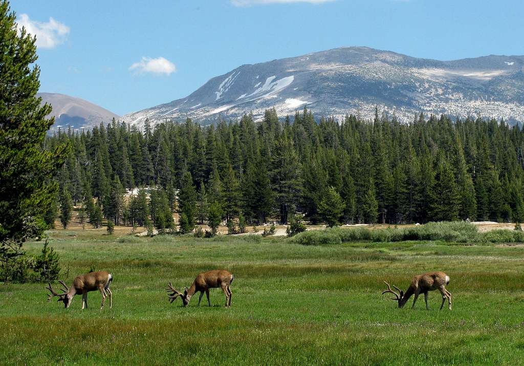 Bucks grazing