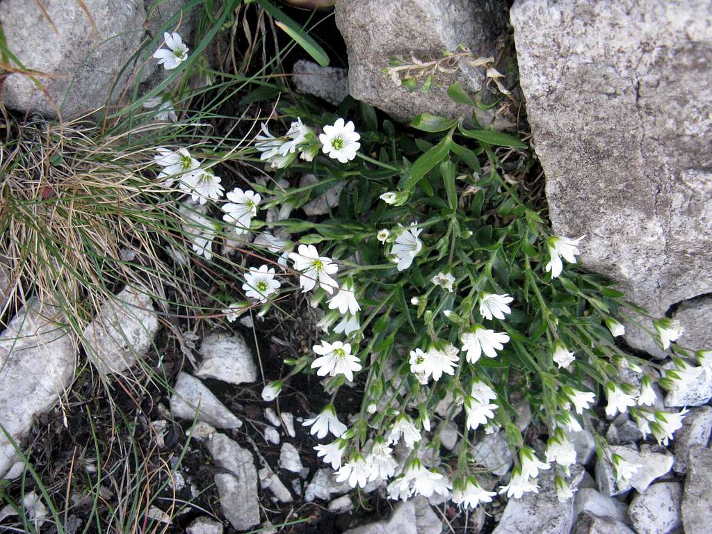 Alpine chickweed <br> <i>Cerastium alpinum</i>