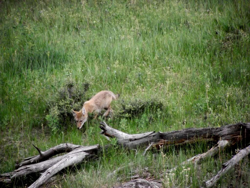 Coyote Cub Exploring