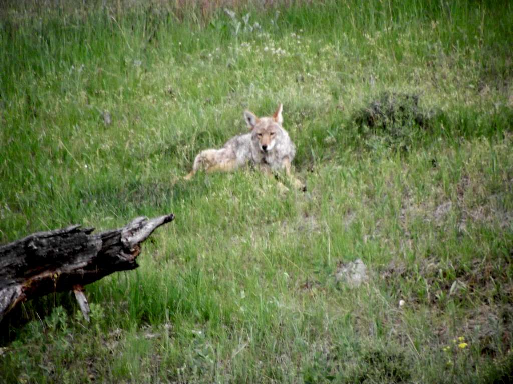 Coyote Relaxes in RMNP