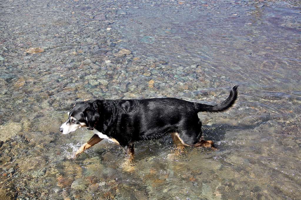 Duchess wading through water