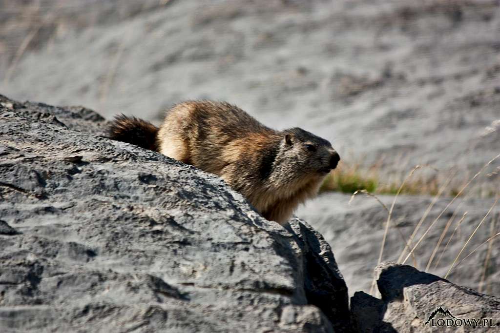 Pyrenean Marmot