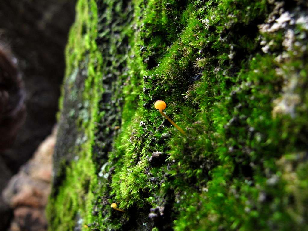 A tiny orange mushroom growing on the moss covering the sandstone