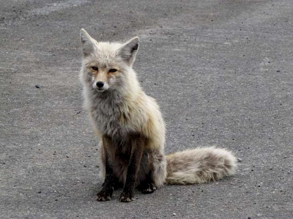 Sad Fox