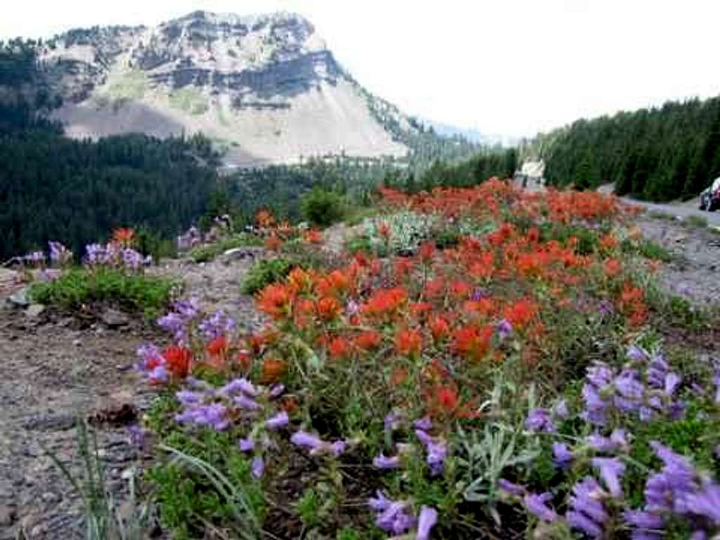 Wildflowers at Crater Lake