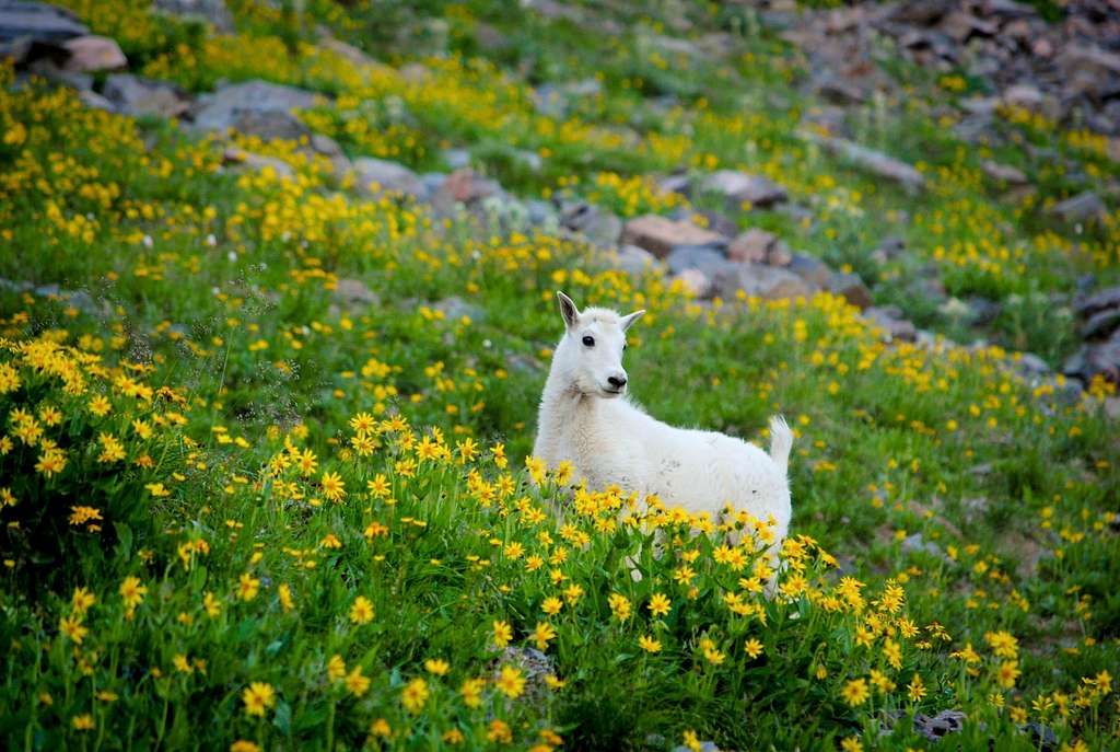 Baby goat