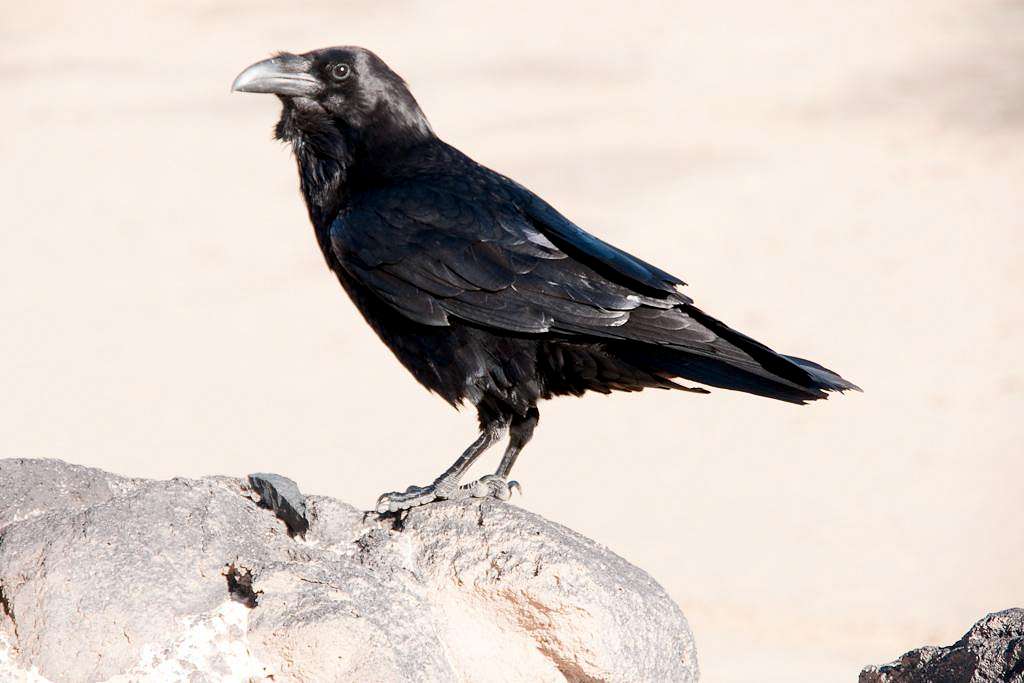 Posing Raven