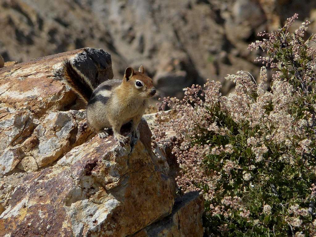 Chipmunk with Flowers