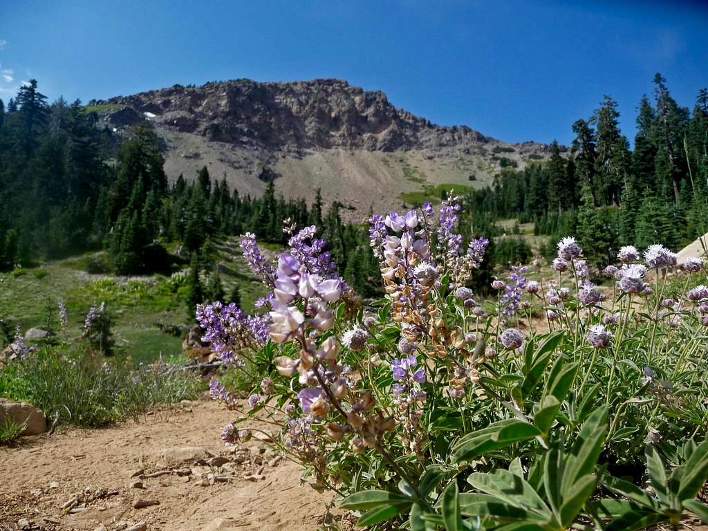 Brokeoff Mountain with Lupine